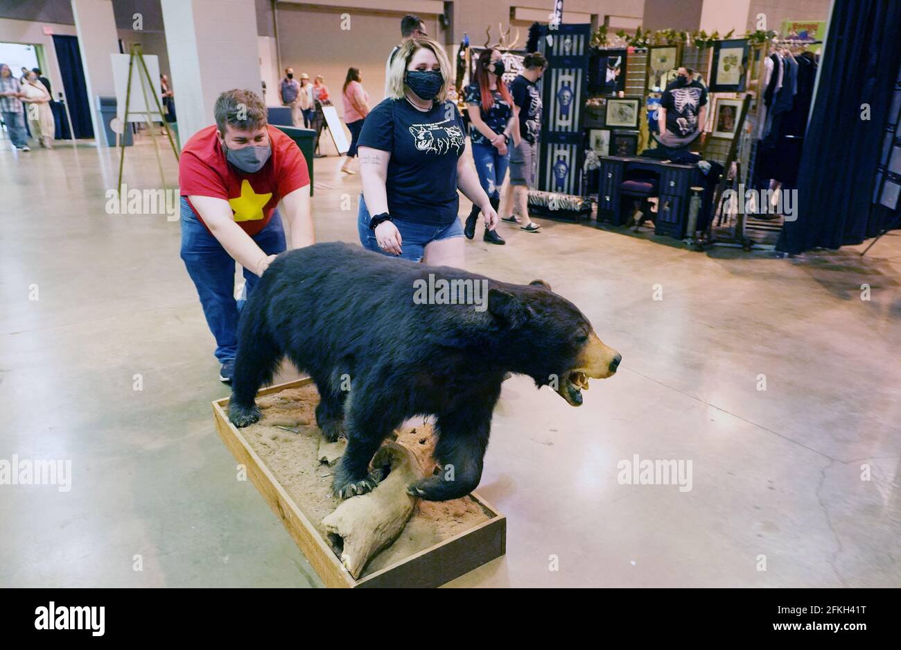 St. Louis, Usa. Mai 2021. Ian Caldwell und seine Freundin Rhea Wachter treiben ihren Kauf, einen ausgestopften schwarzen Bären, aus den Hallen des America Center, als sie am Samstag, den 1. Mai 2021, die Oddities and Curiosities Expo in St. Louis verlassen. Die Oddities & Curiosities Expo zeigt ausgewählte Händler, Künstler und kleine Unternehmen mit allem, was seltsam ist. Foto von Bill Greenblatt/UPI Credit: UPI/Alamy Live News Stockfoto