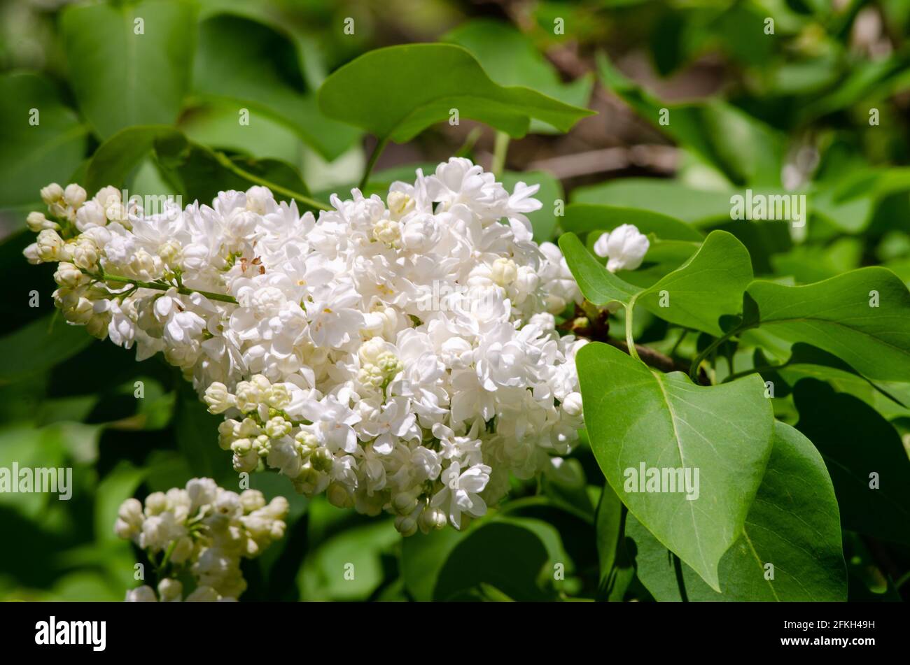 Blühende Blumen auf einem fliedernden Busch Stockfoto