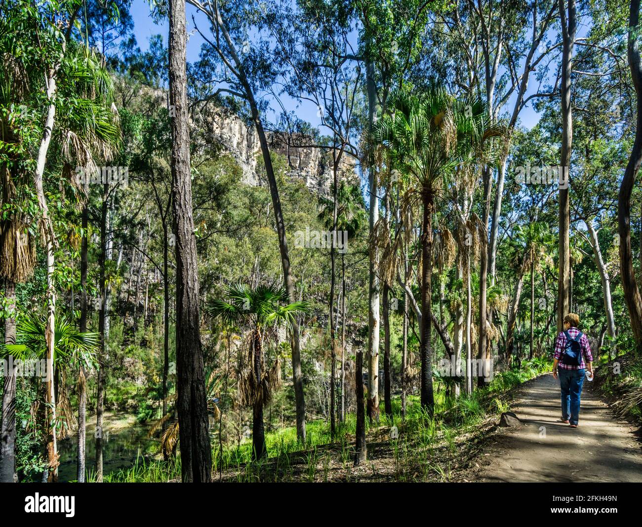 Wanderweg durch den Carnarvon National Park im Central Queensland Sandstone Belt, Maranoa Region, Queensland, Australien Stockfoto
