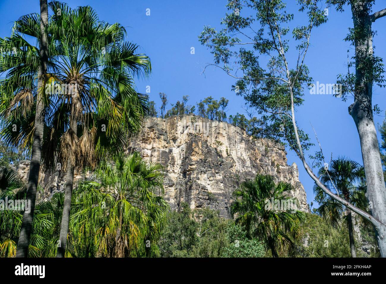Carnarvon Fan Palms vor dem Hintergrund dramatischer Felswände in der Carnarvon Gorge, im Carnarvon National Park, in der Maranoa Region, im Zentrum von Queensland, Aust Stockfoto