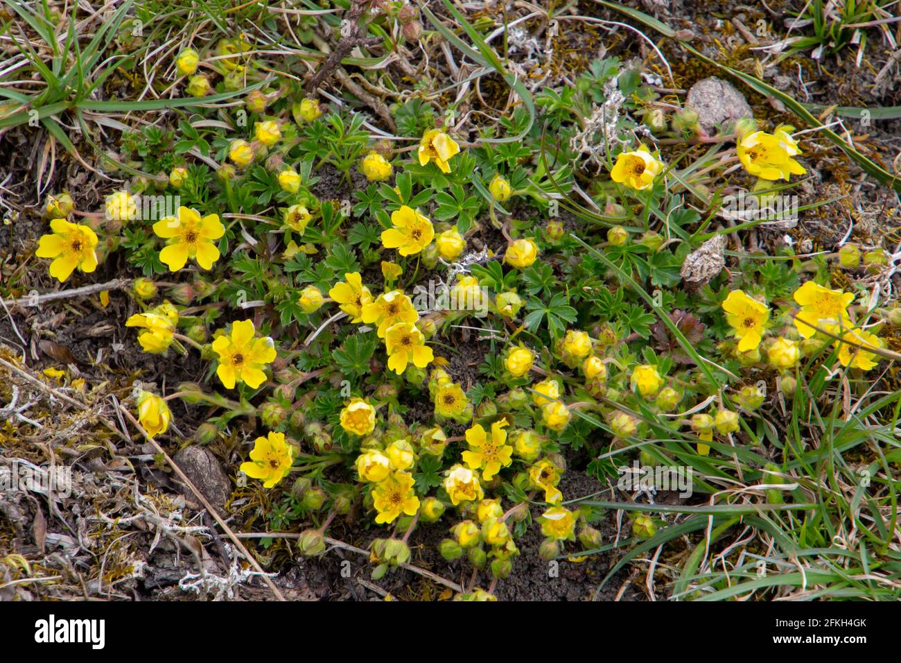 Gelbe Blten eines schleichenden Cinquefoil, auch Potentilla reptans oder Kriechendes  Fingerkraut genannt Stockfotografie - Alamy
