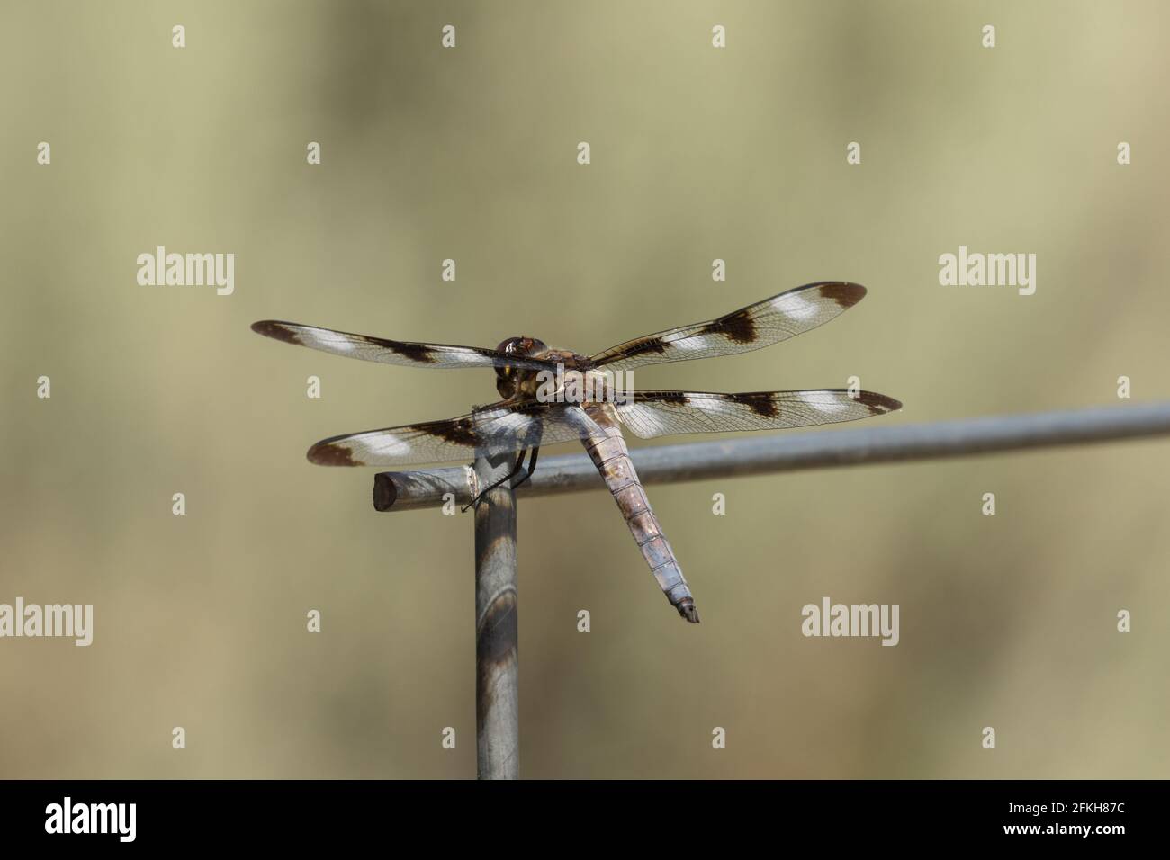 Skimmer Mit Zwölf Punkten Stockfoto