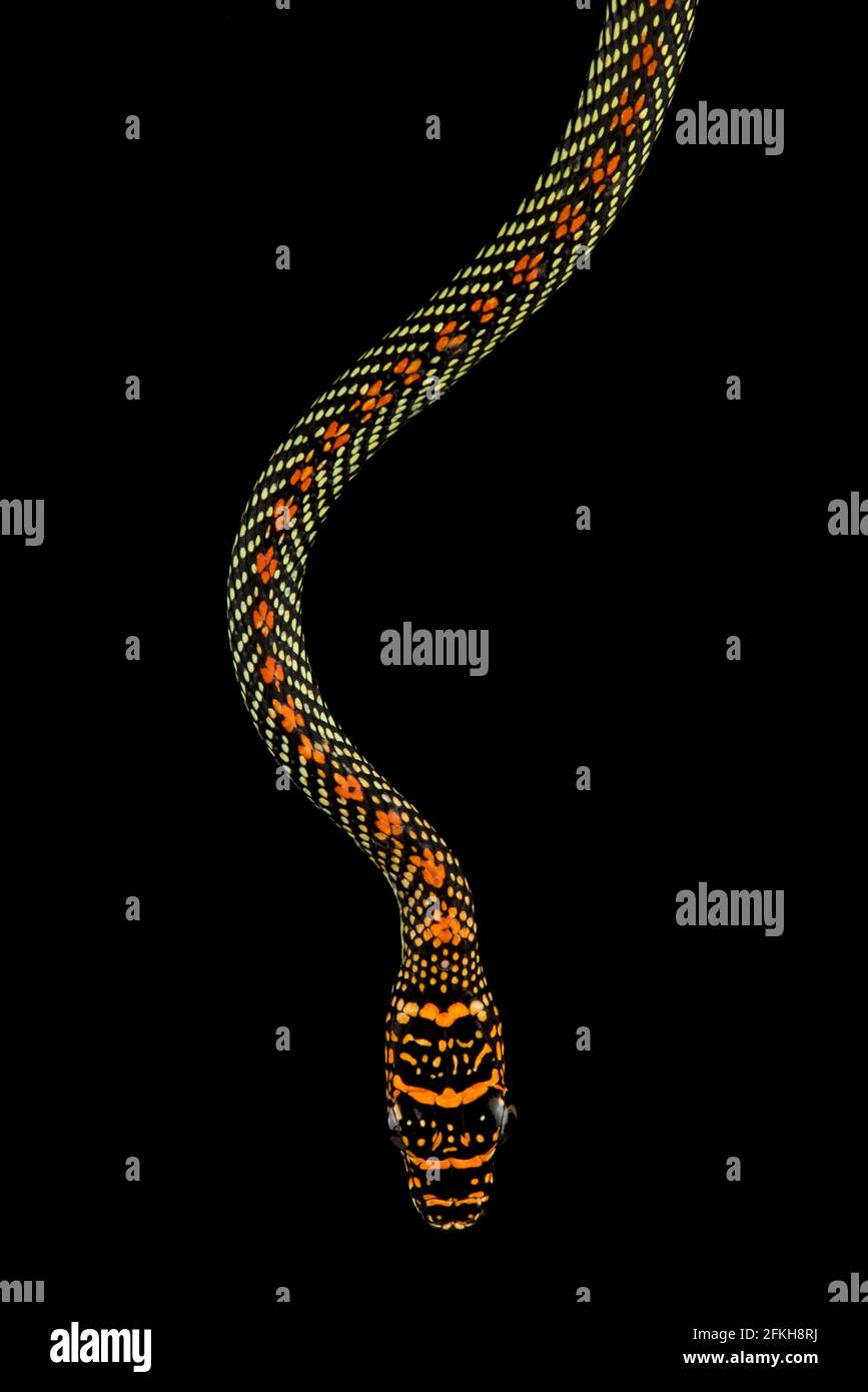 Paradies-Baum-Schlange (Chrysopelea Paradisi) Stockfoto