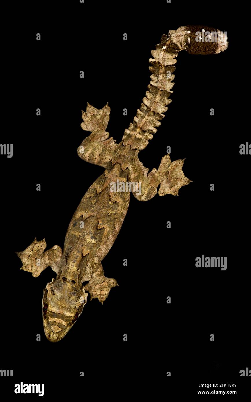 Malaysischer Fallschirmgecko (Gekko cicakterbang) Stockfoto