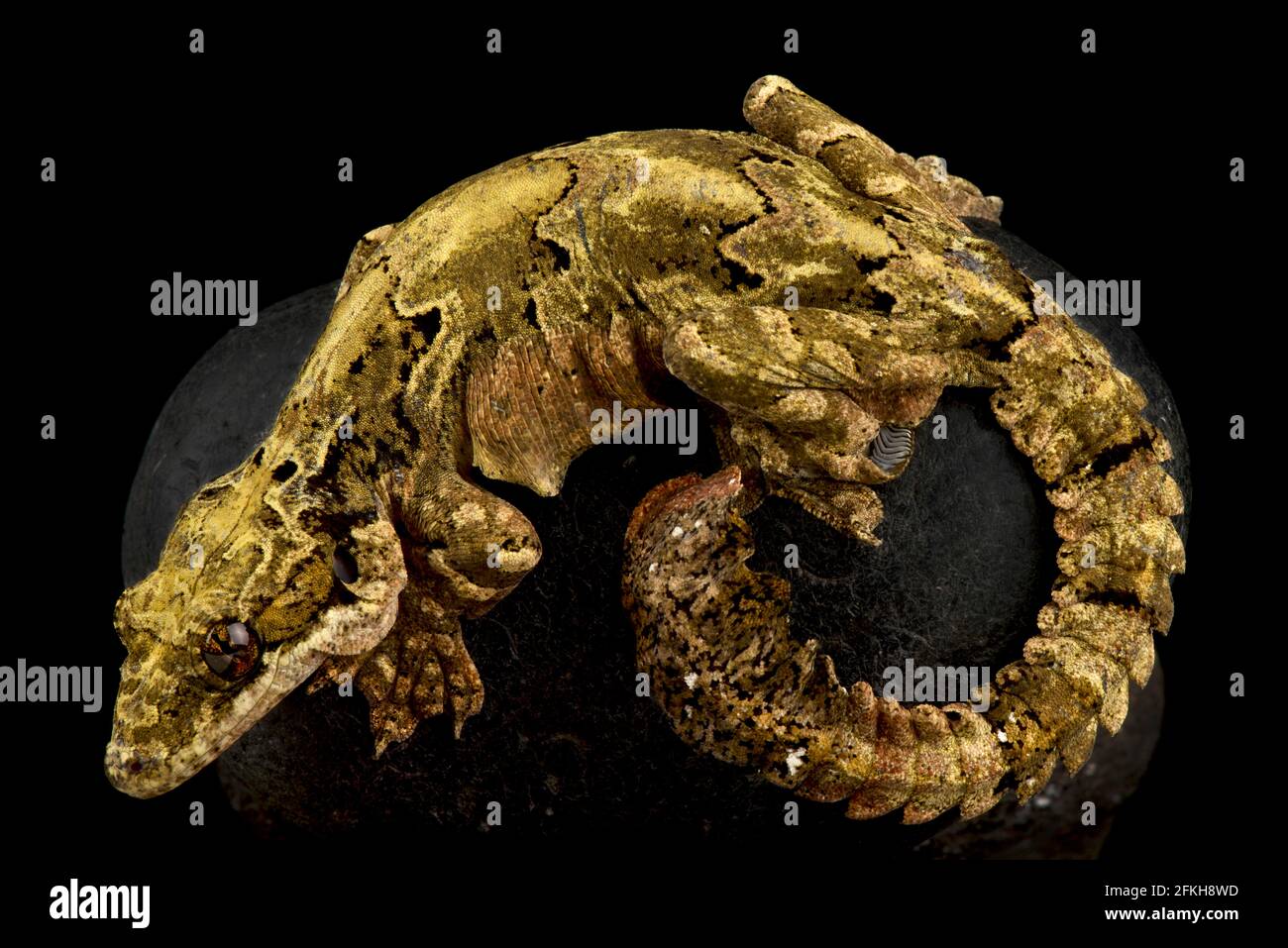 Malaysischer Fallschirmgecko (Gekko cicakterbang) Stockfoto