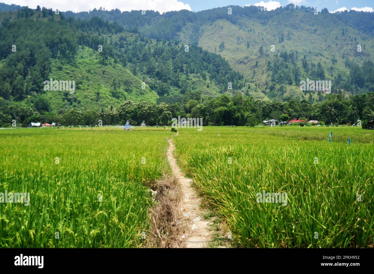 Landschafts-Ackerland und indonesier transplantieren Saatkornpflanzen oder Reis Feld auf dem Land und in den Bergen bei Tomok Stadt in Simanindo Samosir Regenc Stockfoto