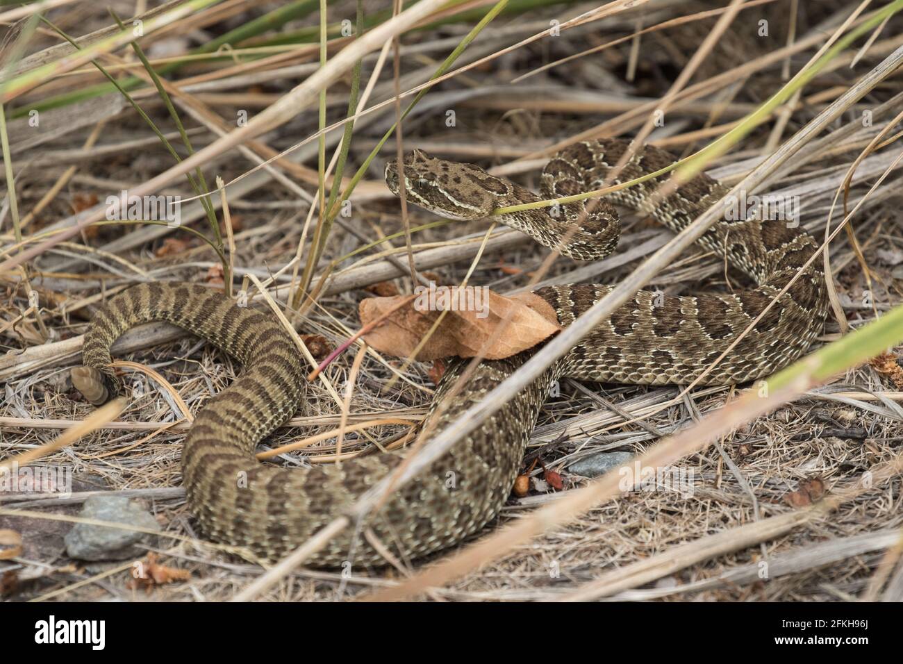 Die Rairide Rattlesnake in Idaho Stockfoto