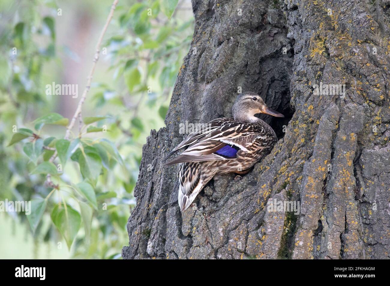 Weibliche Stockente, die am Rand eines Lochs steht In einem Balsam-Pappelbaum-Stamm Stockfoto