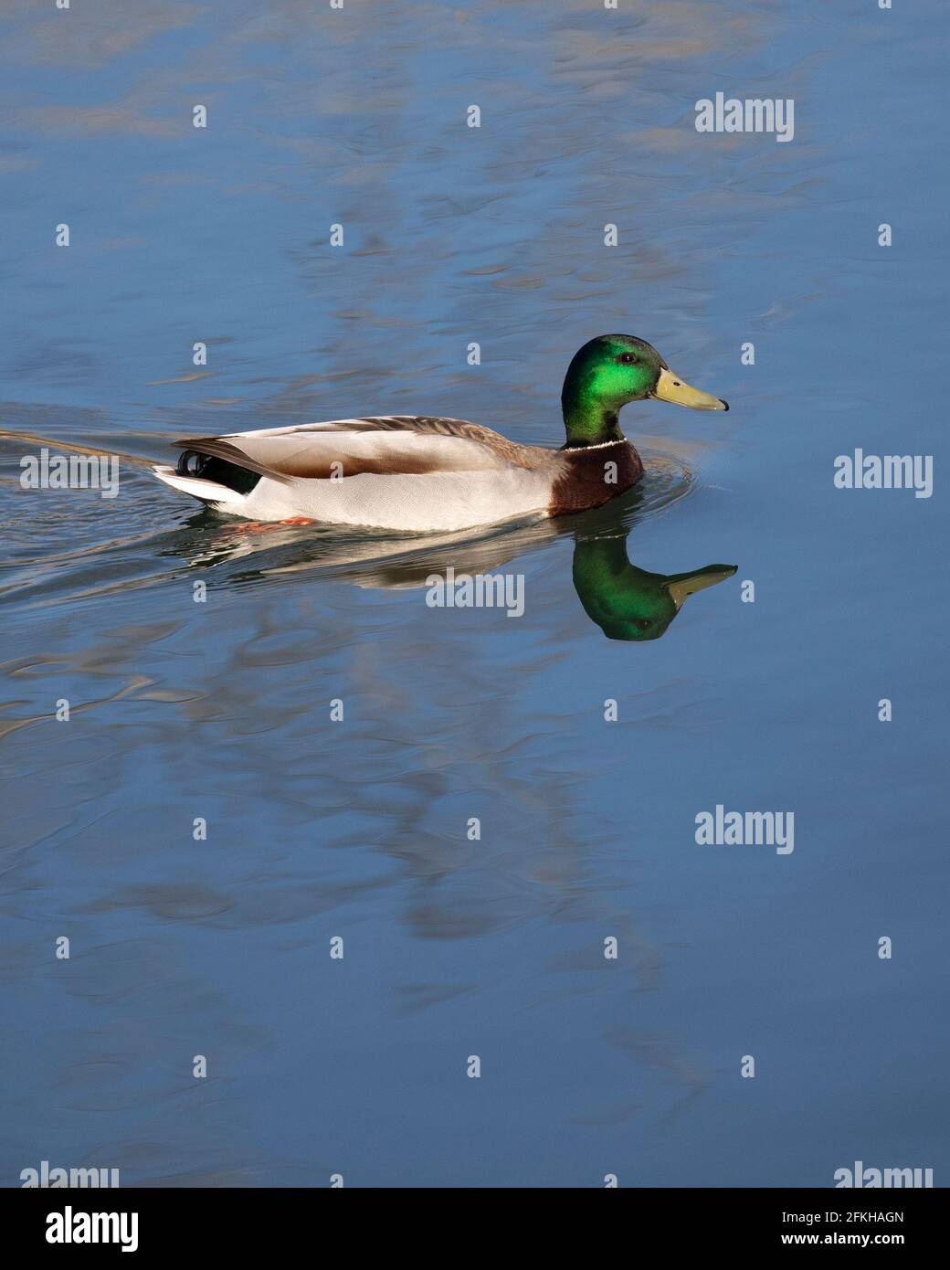 Im Teich schwimmende entendrake (Anas platyrhynchos) Stockfoto