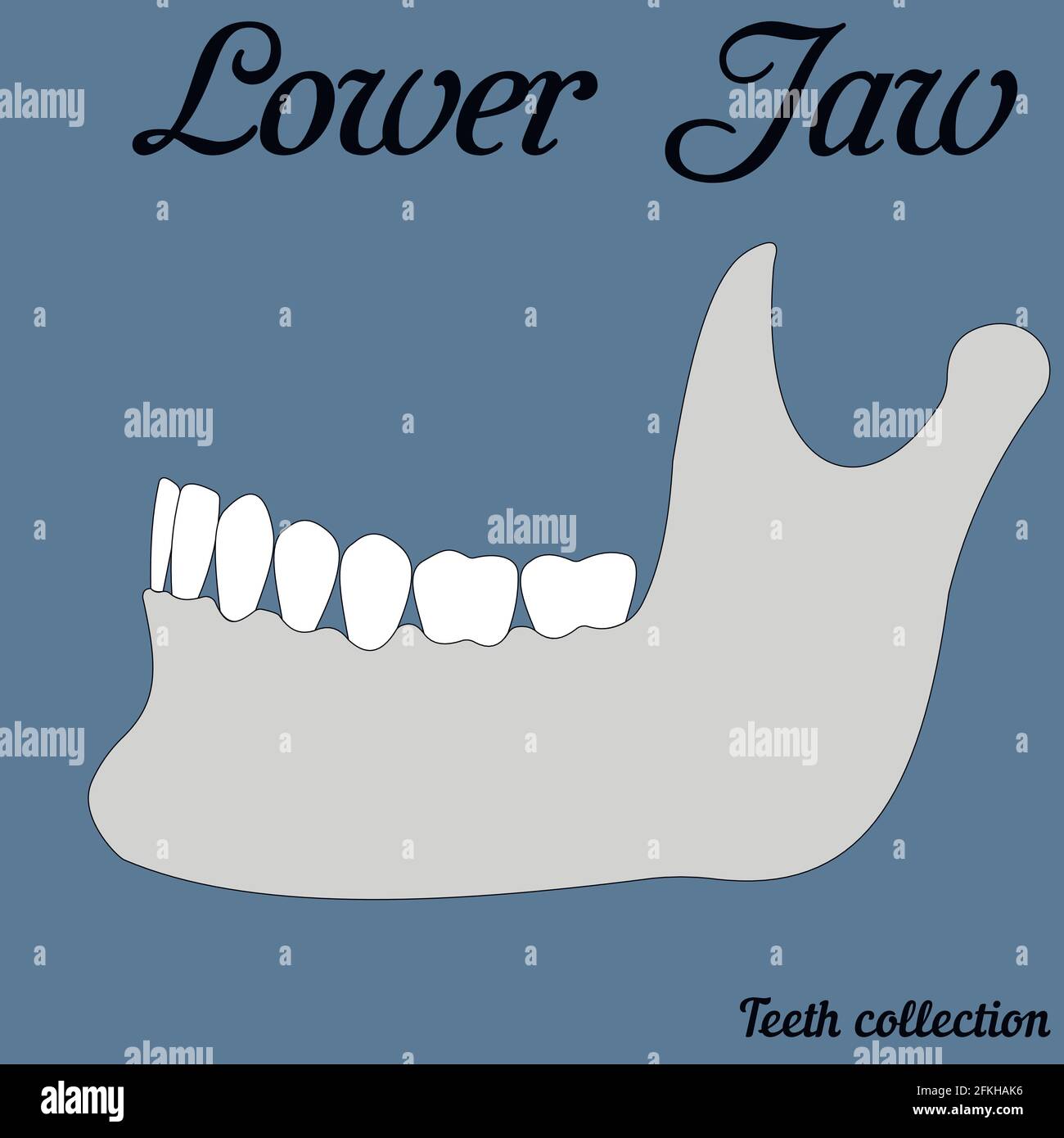 Unterkieferunterkiefer Stock Vektor