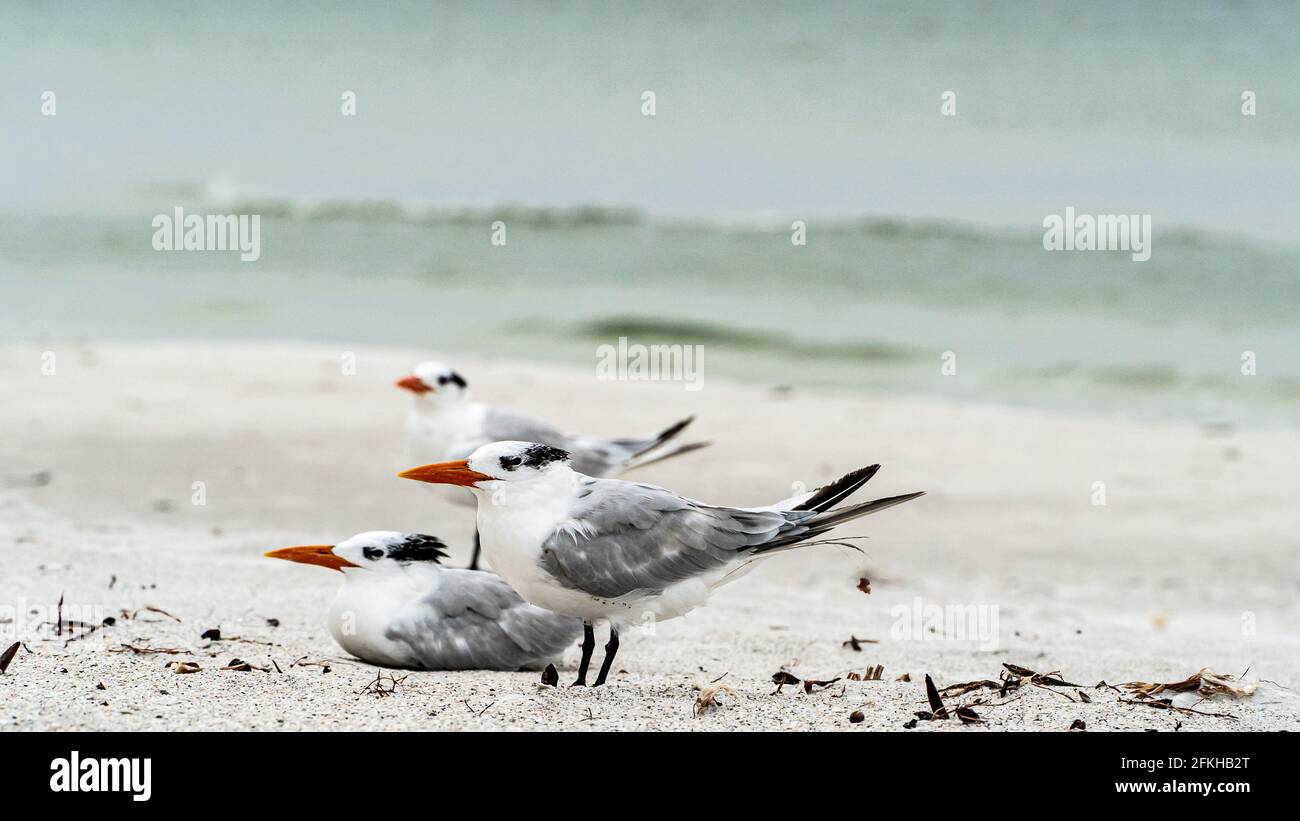 Schar von Königlichen Terns, die im Flug an der Küste stehen Stockfoto