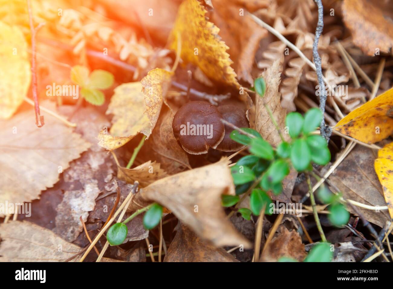 Nahaufnahme eines kleinen braunen Pilzes, versteckt zwischen gelben Herbstblättern auf dem Boden im Wald. Hobbies beim Essen und Pilzen. Stockfoto