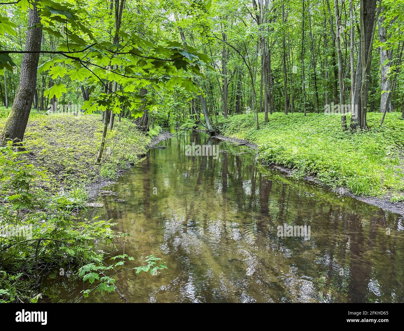 Kleiner Fluss in einem grünen Laubwald. Buchenwald im Frühsommer Stockfoto