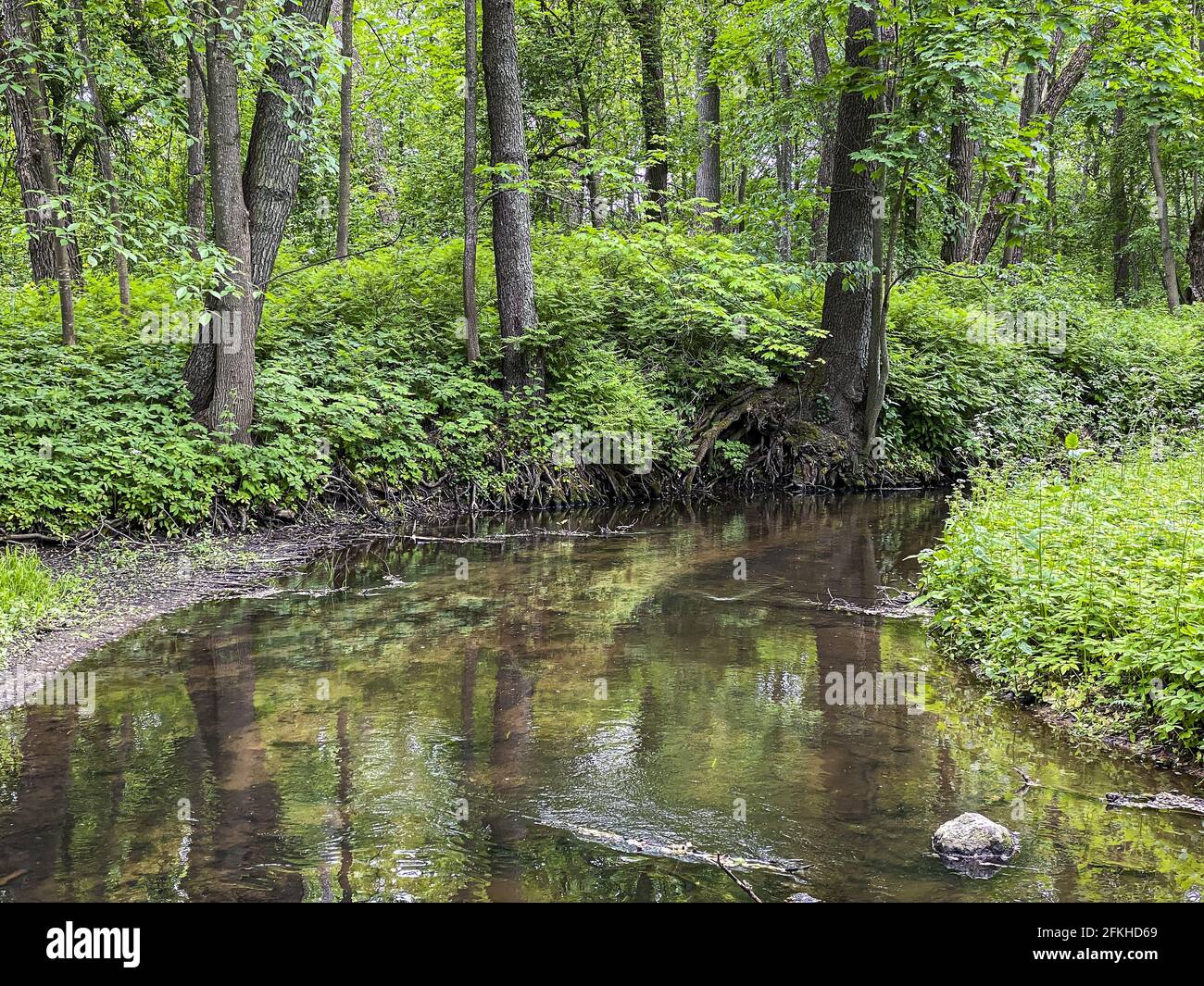 Kleiner sauberer Fluss und grün bewachsene Flussufer. Sommerwaldlandschaft. Stockfoto