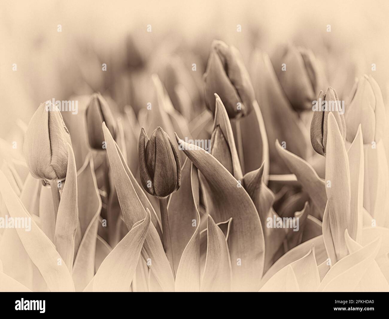 magier der Tulpen, die ein viktorianisches, edwardianisches Foto evozieren“ Stockfoto