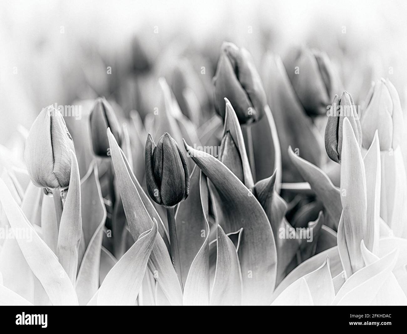 Schwarz-weiß Retro-Bild von Tulpen erinnert an einen viktorianischen Oder edwardianischen Stil der Fotografie Stockfoto