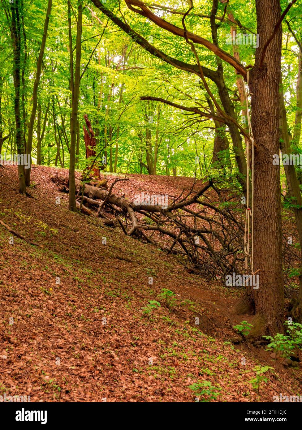 Ein alter trockener, gebrochener Baum liegt im Hintergrund und Auf einem Ast eines stehenden Baumes ist ein improvisiertes Schaukel Stockfoto