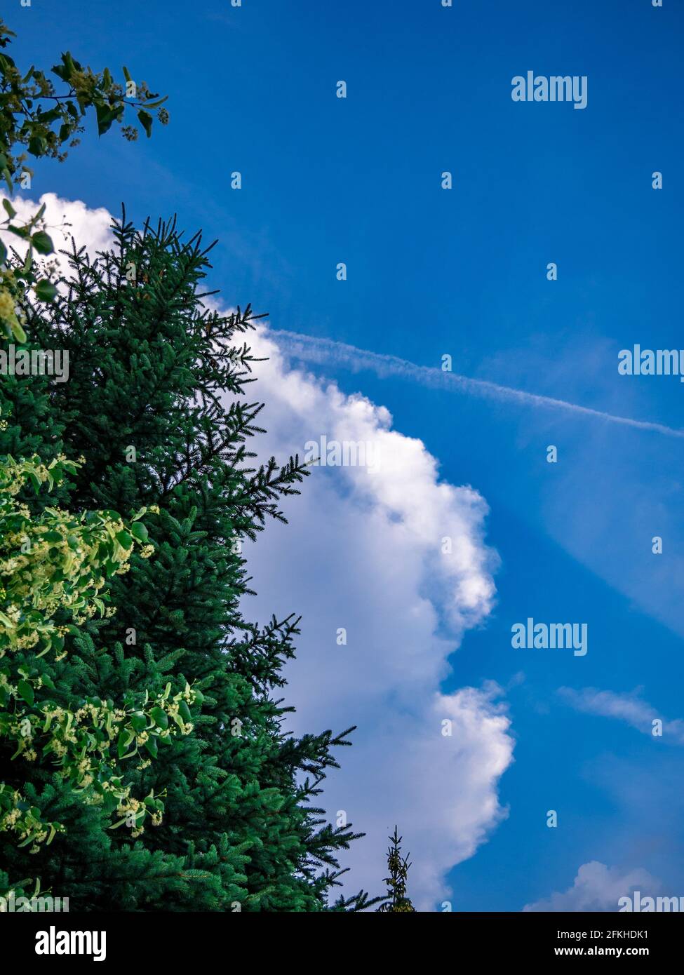 Massive Wolke über den Bäumen am blauen Himmel Stockfoto