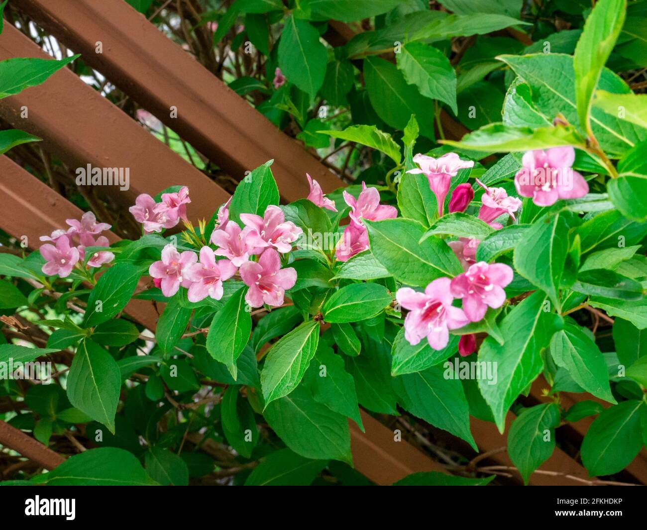 Weigela floribunda - ein Zweig mit Blumen, die über einen reichen Metallzaun Stockfoto