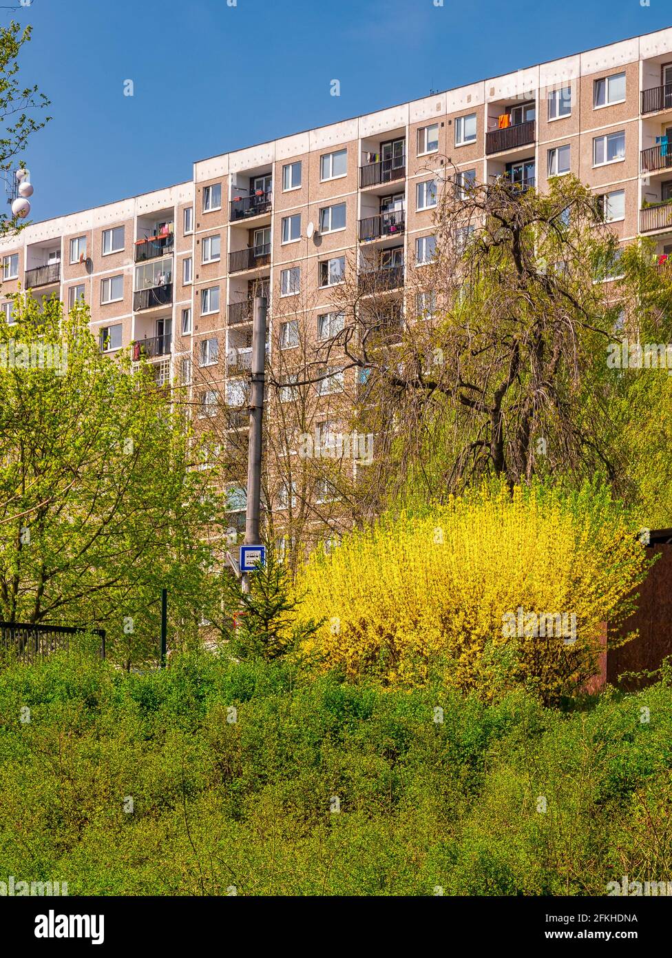 Laburnum anagyroides - auch bekannt als Golden Rain blüht Am Stadtrand in der Nähe des Buszeichens Stopp Stockfoto