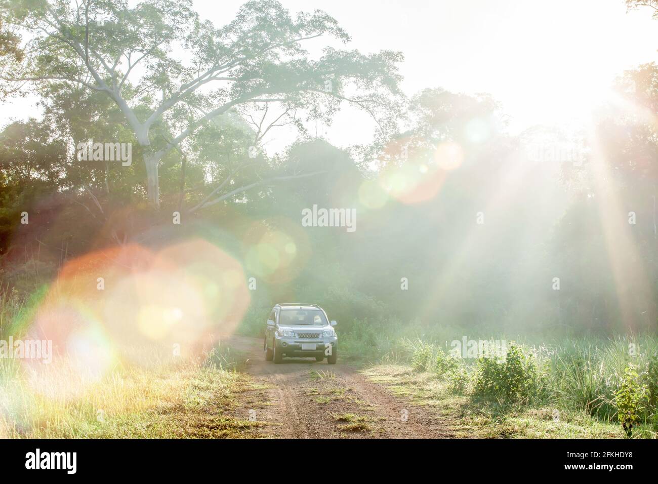 Erkunden Sie die Wildnis, den Sonnenaufgang, der durch wilde Bäume auf dem Grasland scheint, und das silberne SUV-Auto auf der unbefestigten Straße. Stockfoto