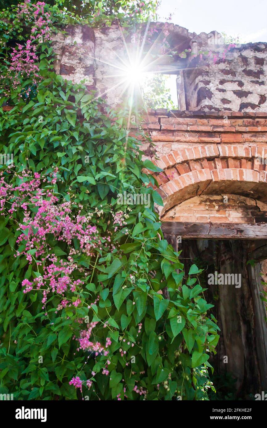 Blühende blutende Herzwine auf alter Ziegelwand, wunderschöne rosa Blüten und grüne Blätter, sonniger Sternenstrahl, der durch den alten Bogen scheint. Altes Haus. Stockfoto