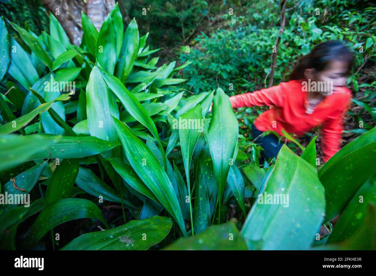 Entdeckerin in orangefarbener Kleidung, die in einem tropischen Regenwald  erkundet. Explorer Frau Hand berührt grüne Blätter. Natur und Mensch  Stockfotografie - Alamy