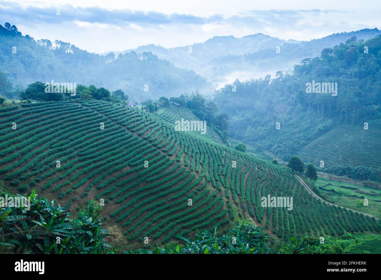 Landschaft von Teeplantagen im Morgennebel, schöne Schichten und Muster von Teeterassen Felder in einem tropischen Wald. Chiang Rai, Thailand. Stockfoto