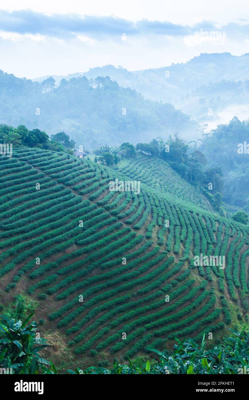 Landschaft von Teeplantagen im Morgennebel, schöne Schichten und Muster von Teeterassen Felder in einem tropischen Wald. Chiang Rai, Thailand. Stockfoto