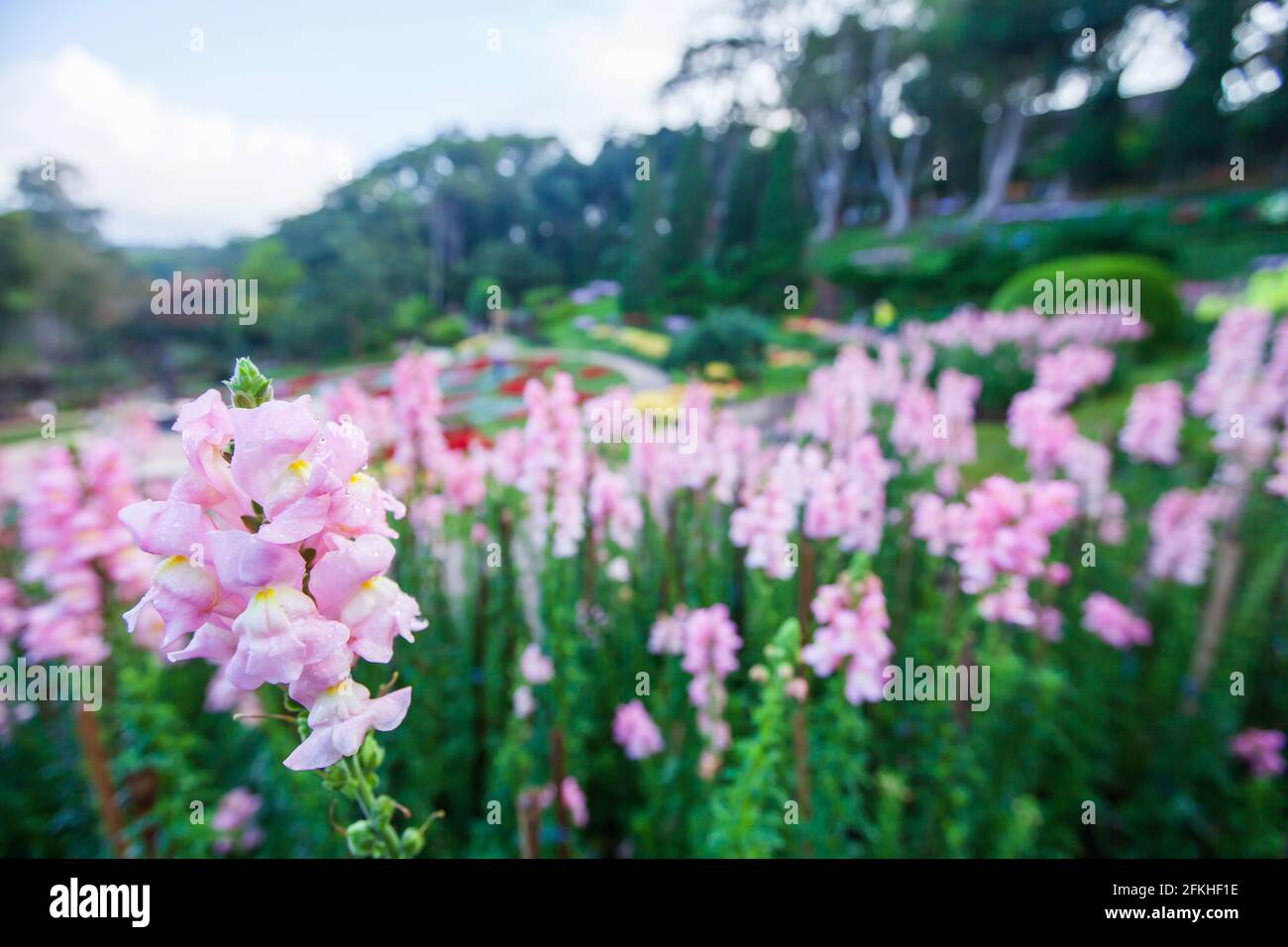 Blühende rosa Blumen mit Morgentau im tropischen botanischen Garten auf den Bergterrassen, Blumengarten im Hintergrund. Doi Tung, Thailand. Stockfoto