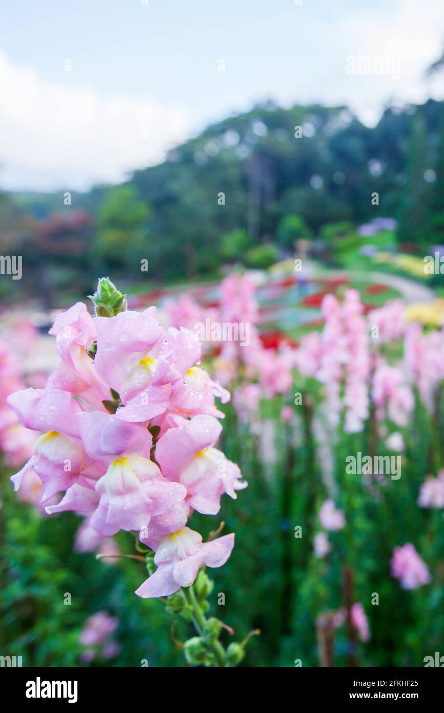 Blühende rosa Blumen mit Morgentau im tropischen botanischen Garten auf den Bergterrassen, Blumengarten im Hintergrund. Doi Tung, Thailand. Stockfoto