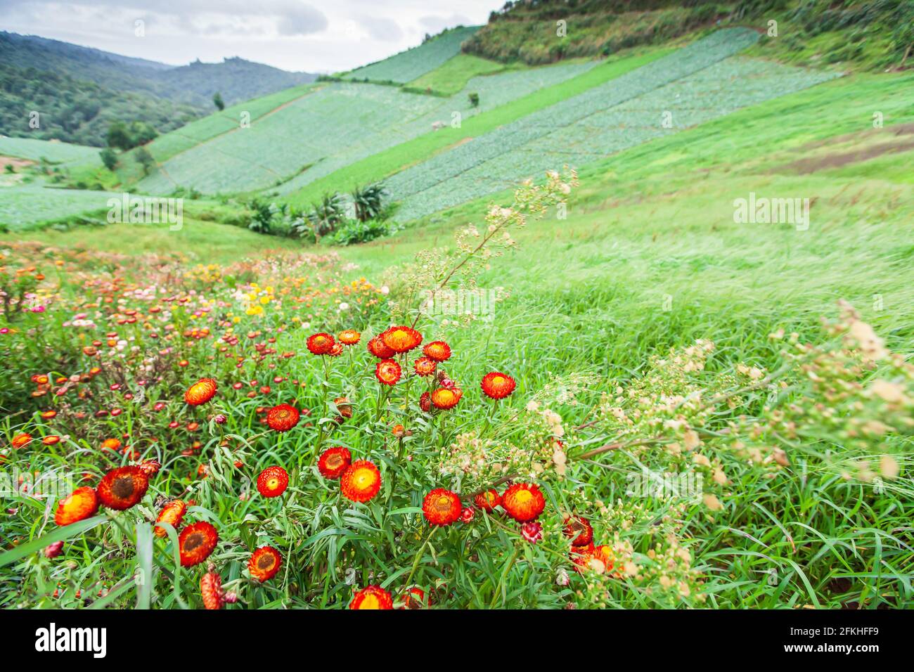 Blühende Gänseblümchen in einem Tal, verschiedene Farben von Papier Gänseblümchen sind in Blüte, verschwimmen grüne Tal und Berge im Hintergrund. Frühling. Stockfoto