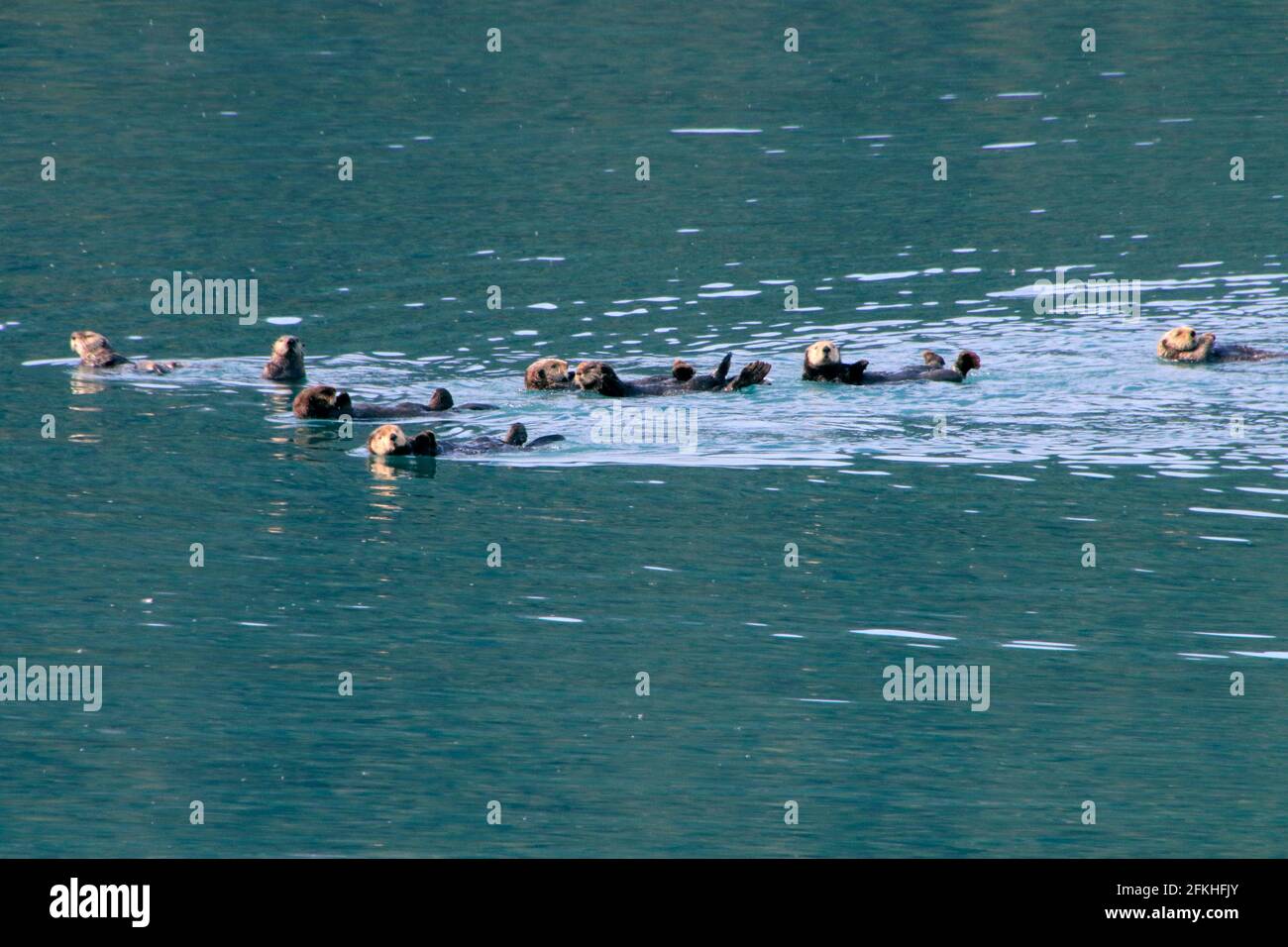 Seeotter Schwimmen in der Nähe der Kenai Fjorde Alaska USA Stockfotografie  - Alamy
