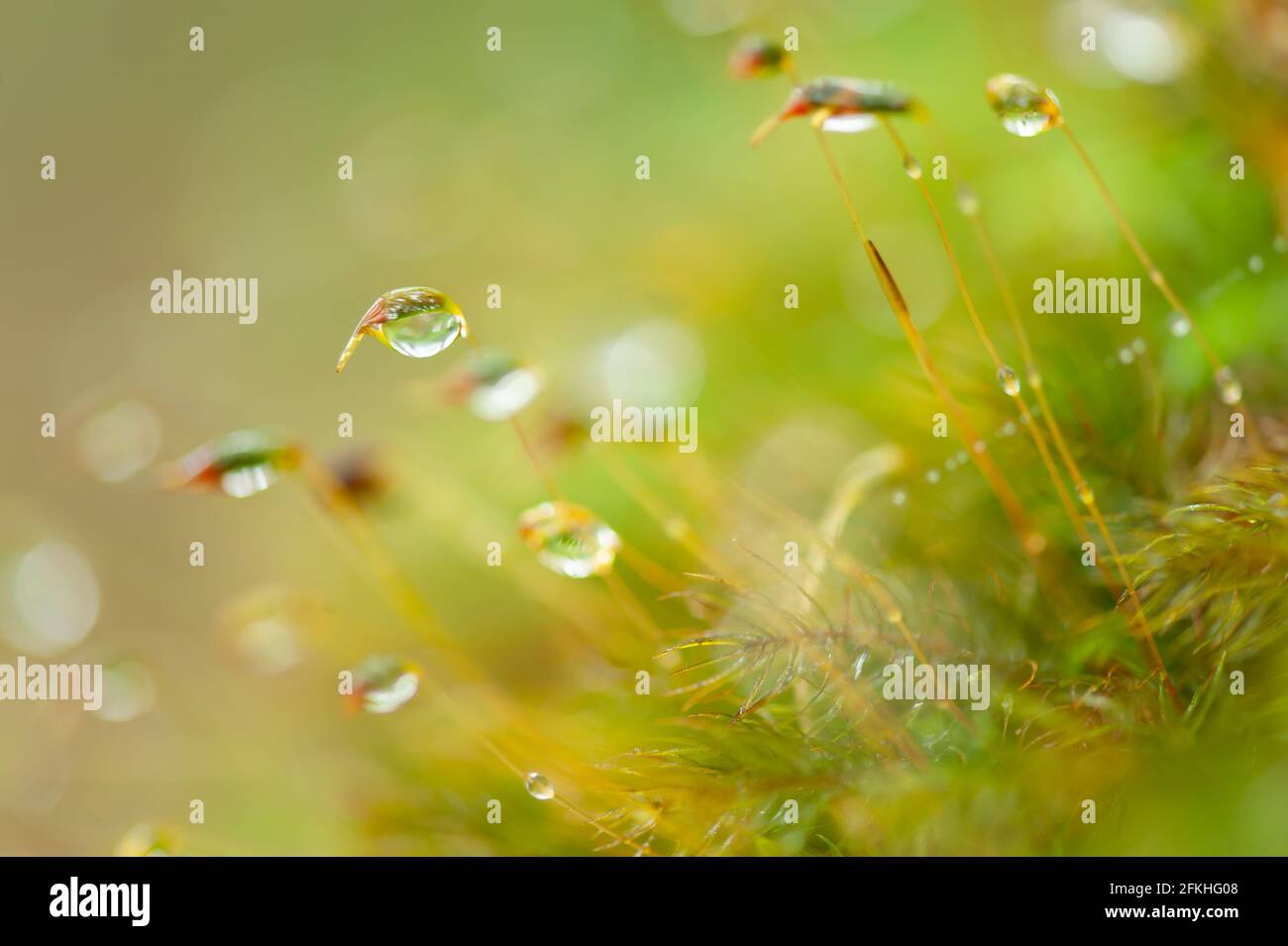 Reine Wassertropfen und Regentropfen in Moos und tropischen Pflanzen. Grün natürlich verschwommen im Hintergrund. Transparente und helle Regentropfen. Nahaufnahme. Stockfoto