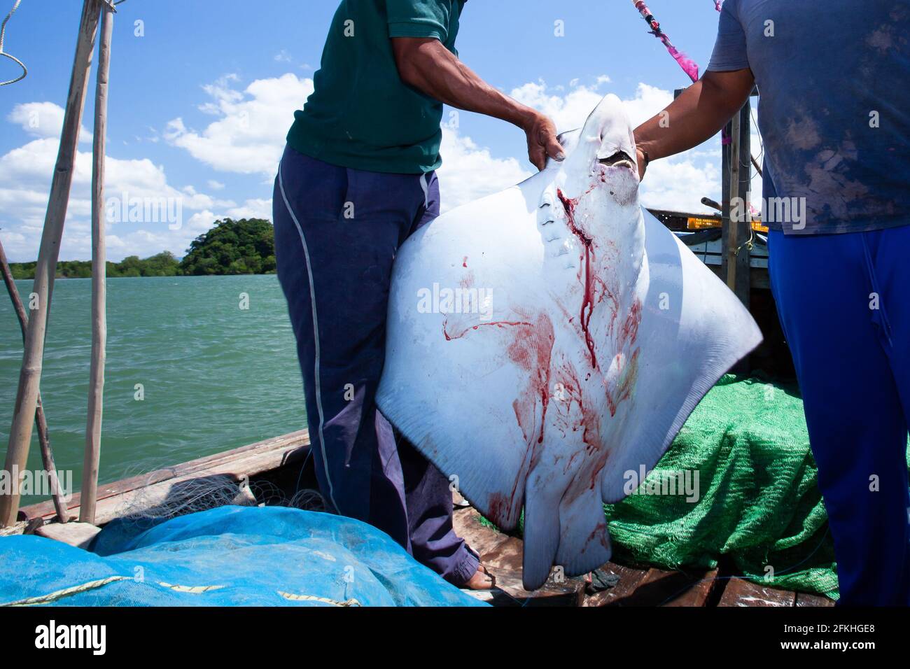Ein Stingray-Kadaver in den Händen der Fischer auf einem Fischerboot. Der Stachelrochen wurde von thailändischen Fischern wegen ihres Fleisches getötet. Andamanensee, Thailand. Stockfoto