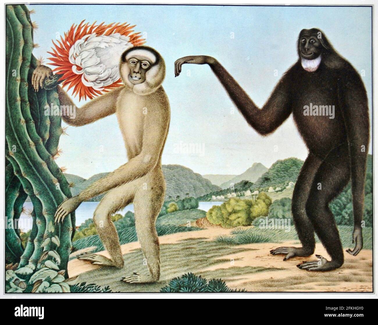 Aloys Zötl - Hoolock Gibbon - 1835 Stockfoto