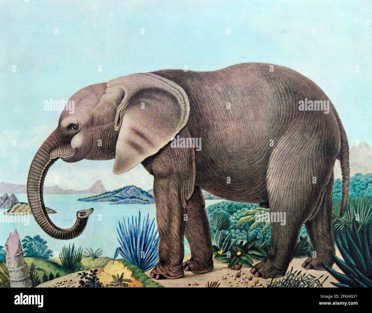 Aloys Zötl - Der Afrikanische Elefant - 1886 Stockfoto