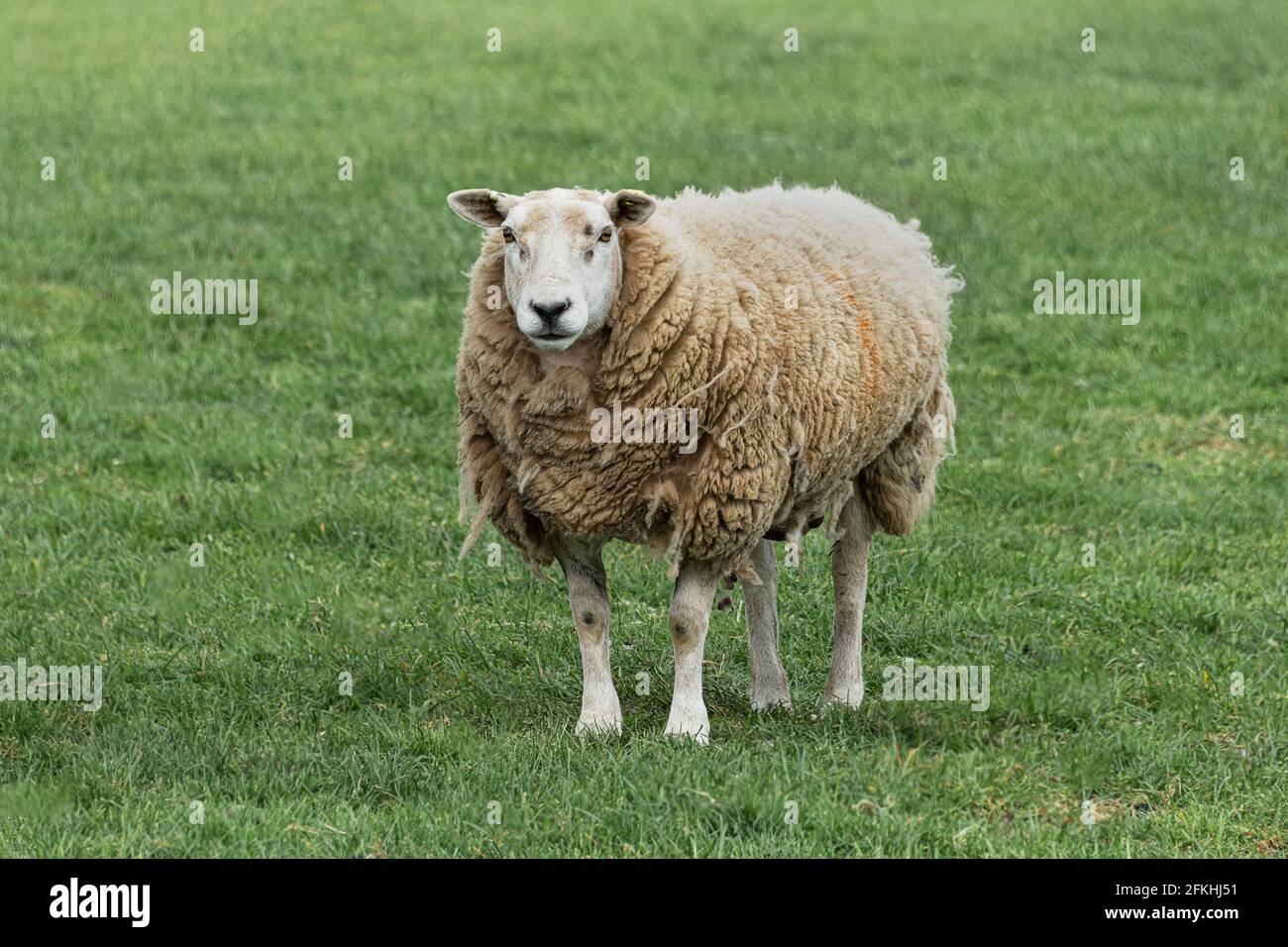 Ein ausgewachsenes Schaf, das auf einem Feld auf dem steht Gras.Es hat einen langen wolligen Mantel und starrt direkt Vorwärts Stockfoto