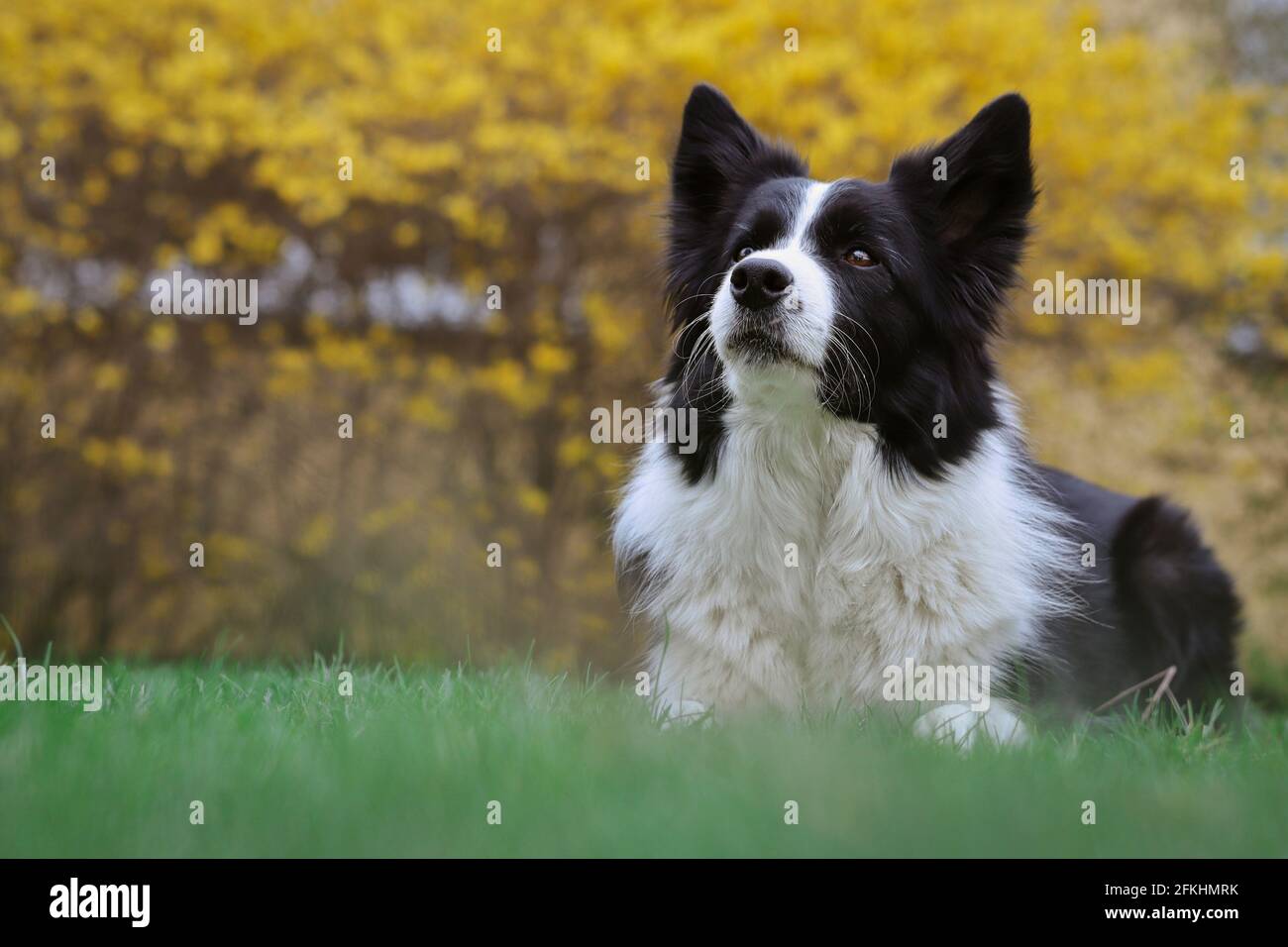 Schwarz Weiß Hund Stockfotos und -bilder Kaufen - Alamy