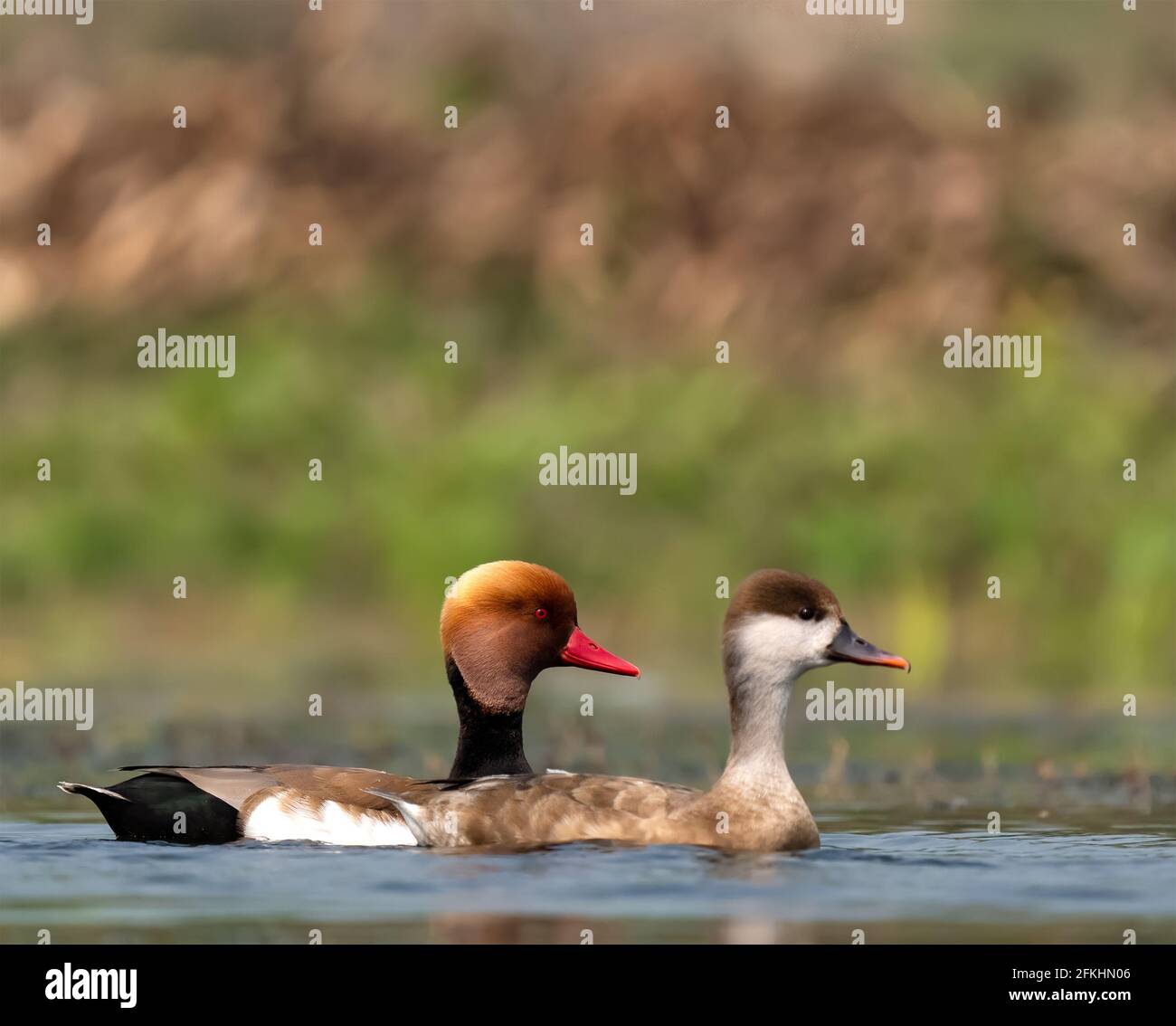 Paar rote, männliche und weibliche Pochards, die zusammen schweben Stockfoto