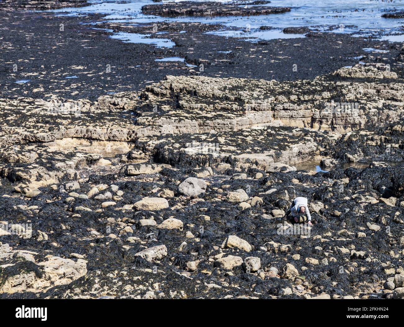 Ein Mann am felsigen Strand in Hartlepool, England, UK auf der Suche nach Muschelfische zwischen den Felsen Stockfoto