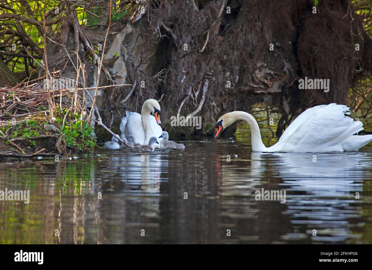 Figgate Park, Edinburgh, Schottland, UK Wetter. Mai 2021. Am frühen Morgen tauchen Sie für diese Mute Swan Familie, mit den fünf Cygnets, die ihr erstes Bad im Teich hatten, Wetter, Temperatur von 4 Grad Celsius. Stockfoto