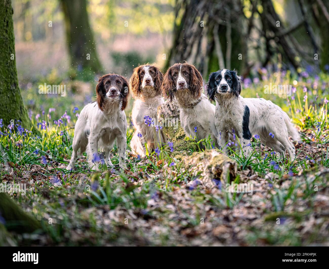 Vier springer Spaniels in bluebell-Wäldern Stockfoto