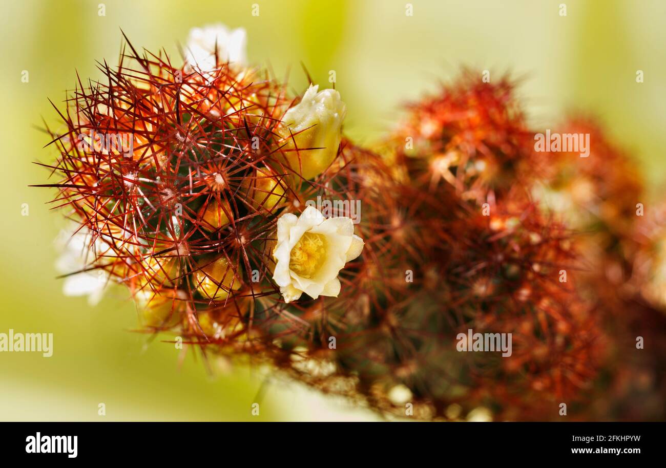Mammillaria elongata Pflanze -Gold Spitzen Kaktus oder Dame Finger Kaktus -  , Pflanze mit ovalen Stielen bedeckt mit braunen Stacheln mit Gelbe Blten  Stockfotografie - Alamy
