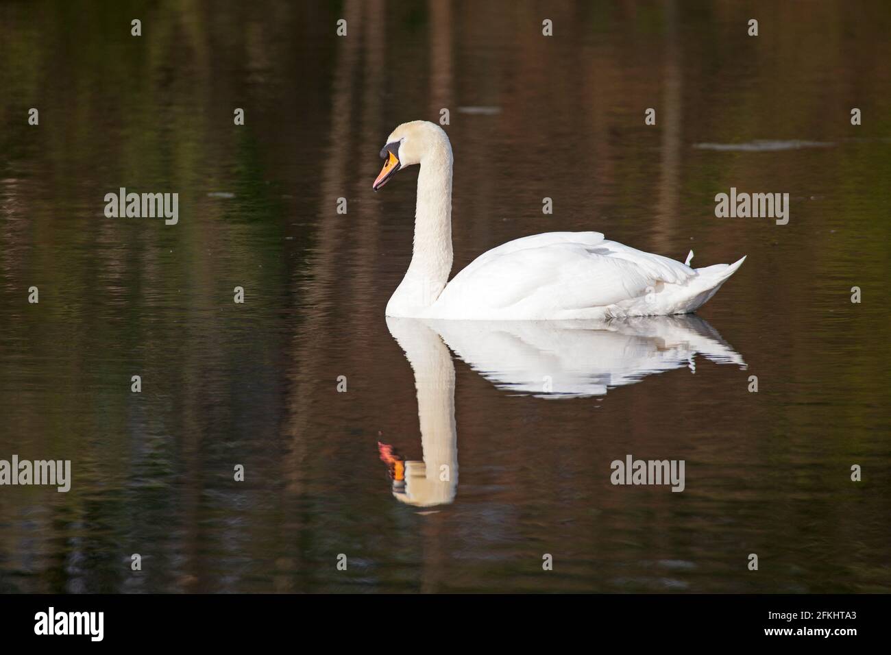Figgate Park, Edinburgh, Schottland, UK Wetter. Mai 2021. Eine Mahnwache ist vor Ort, um den 22-jährigen Mute Swan Bonnie zu schützen. Am 20. April kam es ihrem Partner Clyde the Cob nicht gut nach einem großen Kampf mit dem neuen Männchen, das auf der gegenüberliegenden Insel brütet, verletzt und unter arthritischen Bedingungen litt, musste SPCA ihn einschläfern. Im Bild: Der Cob, der Clyde am 20. April angegriffen hat Stockfoto