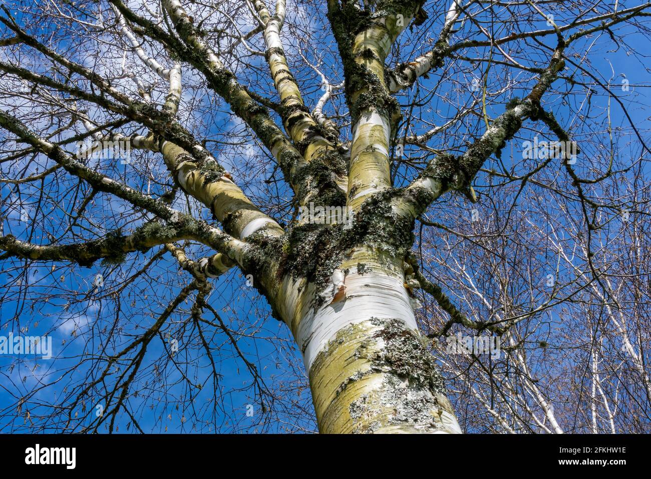 Betula utilis Baum im Winter mit einem blauen Himmel, der allgemein als Himalaya Birke bekannt ist und eine weiße Rinde hat, Stock Foto Bild Stockfoto