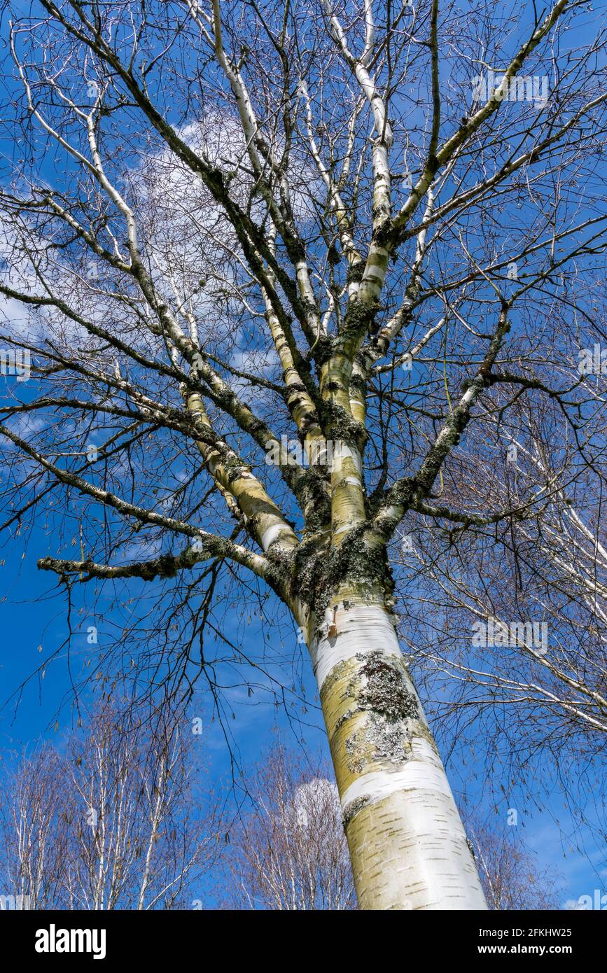 Betula utilis Baum im Winter mit einem blauen Himmel, der allgemein als Himalaya Birke bekannt ist und eine weiße Rinde hat, Stock Foto Bild Stockfoto