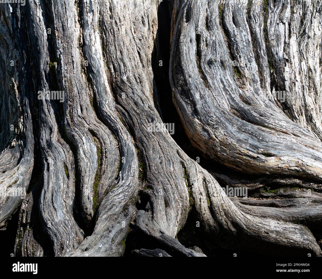 Das verwitterte Holz eines Baumstammes zeigt die Schönheit des alternden, rindenfreien Außenholzes, das durch die Elemente und die Zeit grau wird. Stockfoto