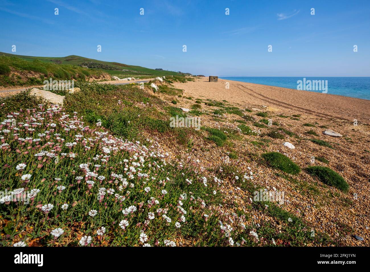Sea Campion wächst im Kiesel des Naturreservats von Kesil Beach, Dorset, England Stockfoto