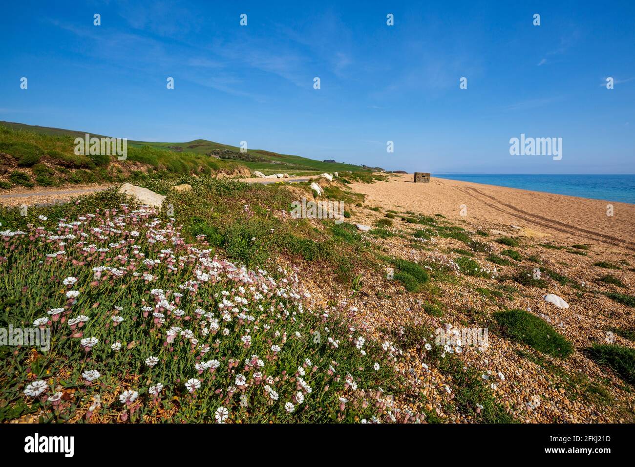 Sea Campion wächst im Kiesel des Naturreservats von Kesil Beach, Dorset, England Stockfoto